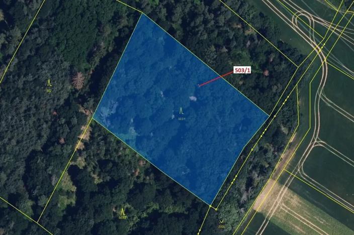 Dražba lesa, Přemyslovice, 7049 m2