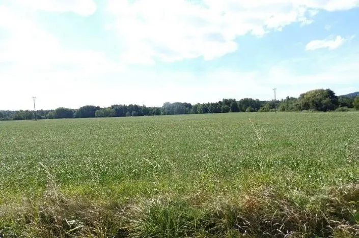 Dražba pole, Rožmitál pod Třemšínem, 10000 m2