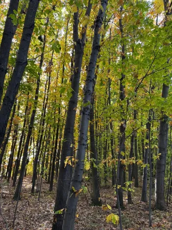 Prodej lesa, Libišany, 3737 m2