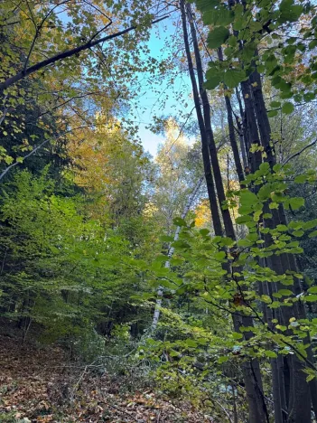 Prodej lesa, Ruda nad Moravou, 21892 m2