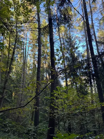 Prodej lesa, Ruda nad Moravou, 21892 m2