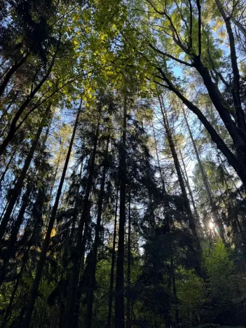 Prodej lesa, Ruda nad Moravou, 21892 m2