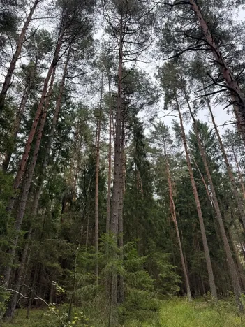 Prodej podílu lesa, Ledenice, 4462 m2