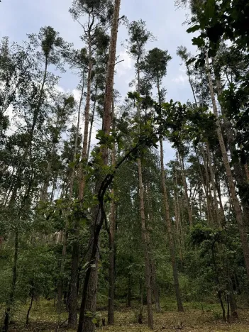 Prodej podílu lesa, Břehy, 2081 m2