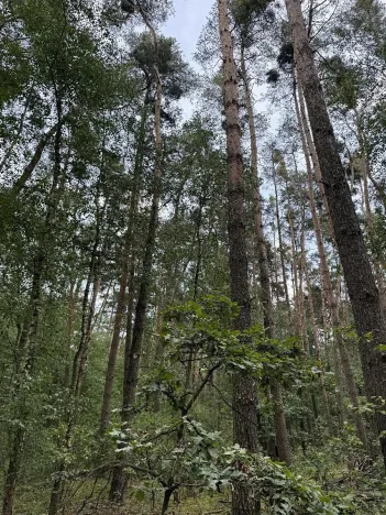 Prodej podílu lesa, Břehy, 2081 m2