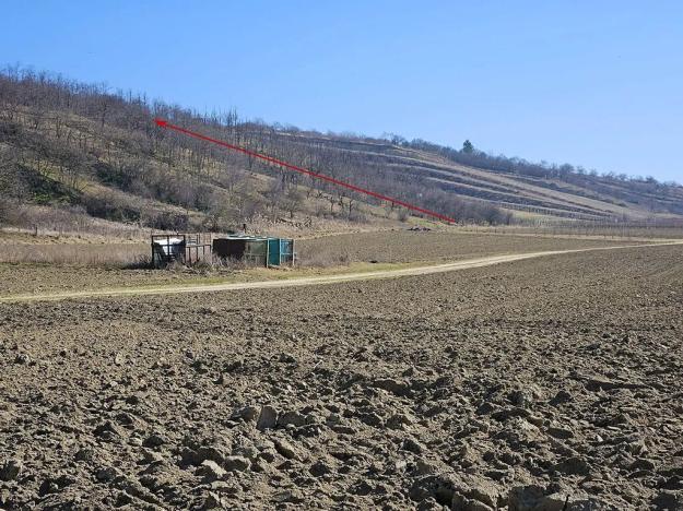 Prodej sadu/vinice, Velké Němčice, 3259 m2