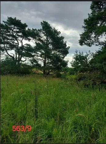 Prodej lesa, Ústrašín, 1179 m2