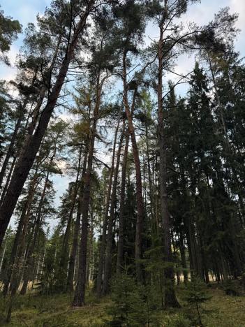 Prodej lesa, Čermná, 9742 m2