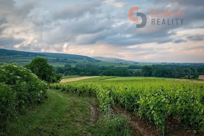 Prodej sadu/vinice, Klentnice, 4733 m2