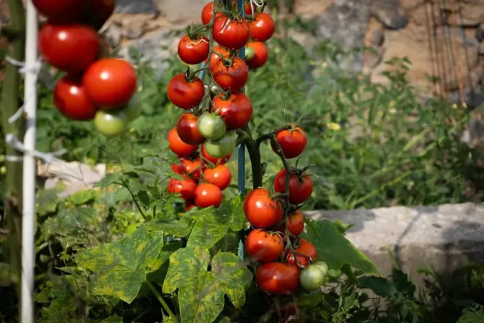 Prodej zemědělské usedlosti, Bžany, 240 m2