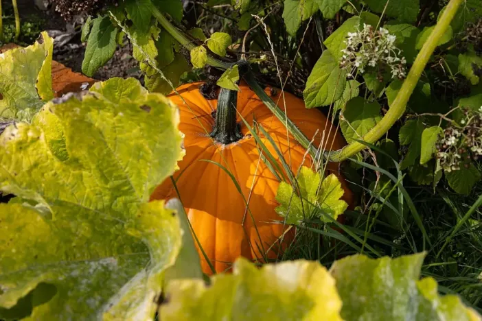 Prodej zemědělské usedlosti, Bžany, 240 m2