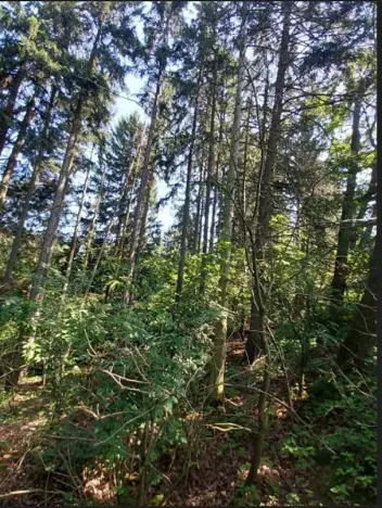 Prodej lesa, Třešť, 1547 m2