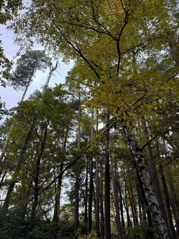 Prodej podílu lesa, Blížejov, 1818 m2