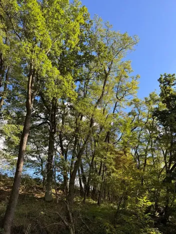 Prodej lesa, Chorušice, 2884 m2