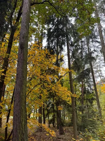 Prodej lesa, Chrášťany, 11900 m2