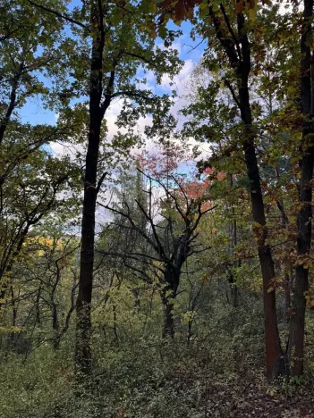 Prodej lesa, Ročov, 4272 m2