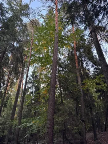 Prodej lesa, Velká Polom, 3922 m2