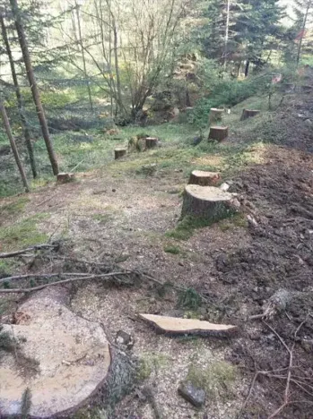 Prodej lesa, Žihobce, 802 m2