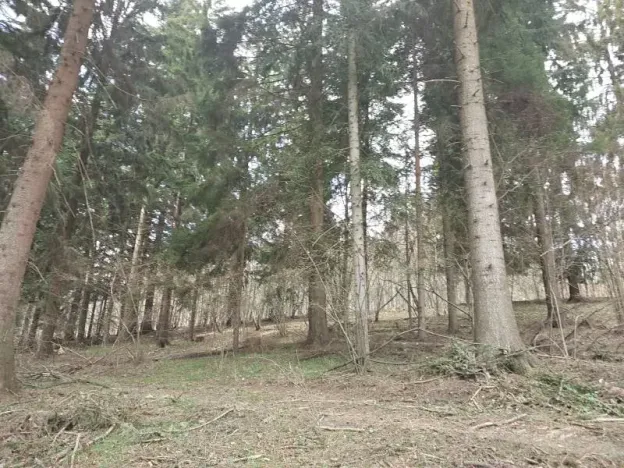 Prodej lesa, Francova Lhota, 5161 m2