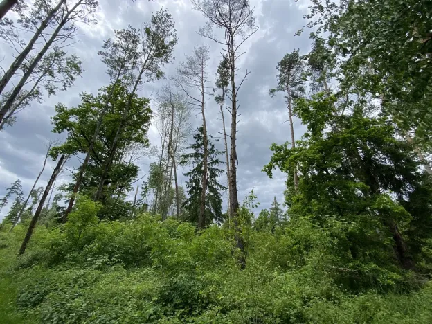 Prodej lesa, Blížejov - Lštění, 4481 m2