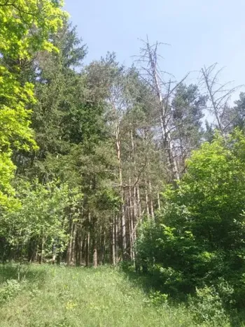 Prodej lesa, Kněždub, 671 m2