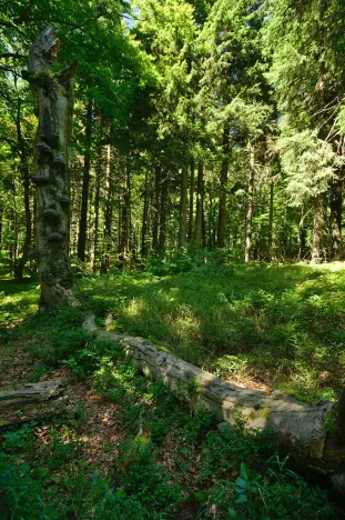 Prodej lesa, Volenice, 84000 m2