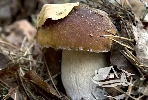 Prodej bytu 1+kk, Bansko, Bulharsko, 37 m2