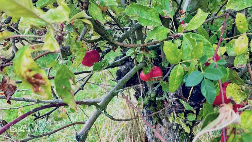 Prodej sadu/vinice, Červené Pečky, 13966 m2