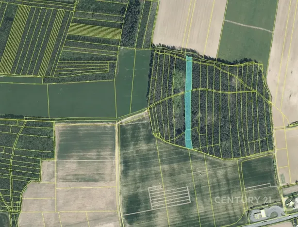 Prodej lesa, Staňkov, 4433 m2