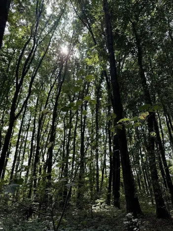 Prodej podílu lesa, Pardubice, 9649 m2