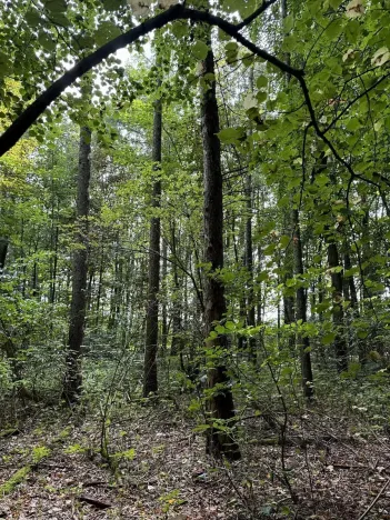 Prodej podílu lesa, Pardubice, 9649 m2