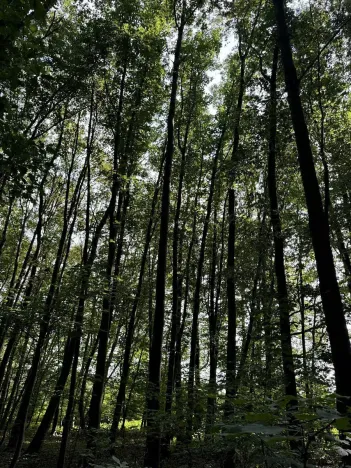 Prodej podílu lesa, Pardubice, 9649 m2