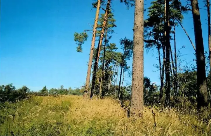 Prodej lesa, Dolní Vilémovice, 1844 m2