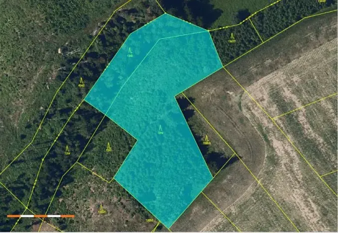 Prodej lesa, Česká Bělá, 8665 m2