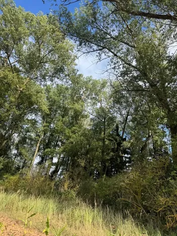 Prodej podílu lesa, Nová Paka, 2049 m2