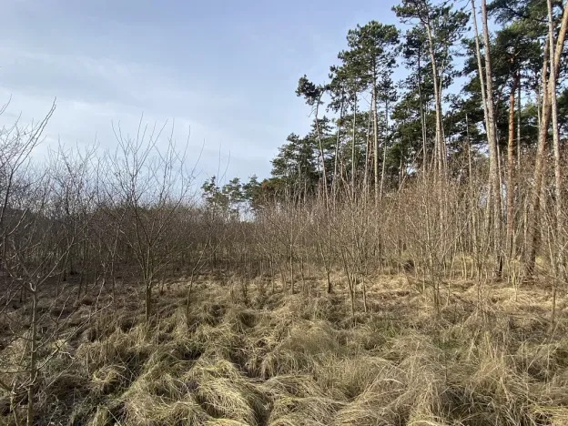 Prodej lesa, Kostelní Lhota, 9438 m2