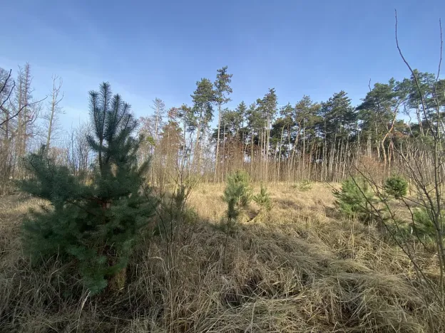 Prodej lesa, Kostelní Lhota, 9438 m2