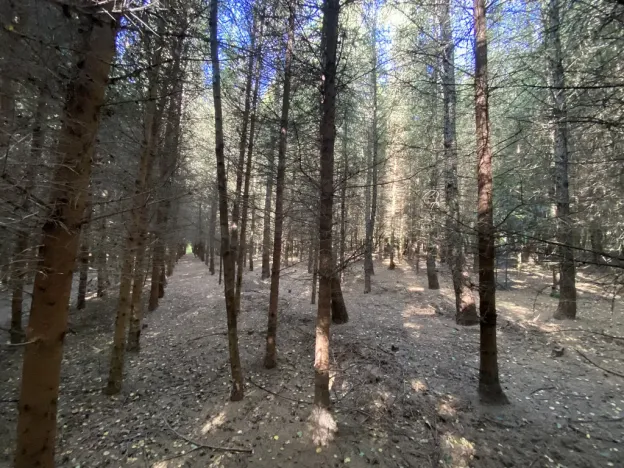 Prodej lesa, Lánov - Horní Lánov, 11269 m2