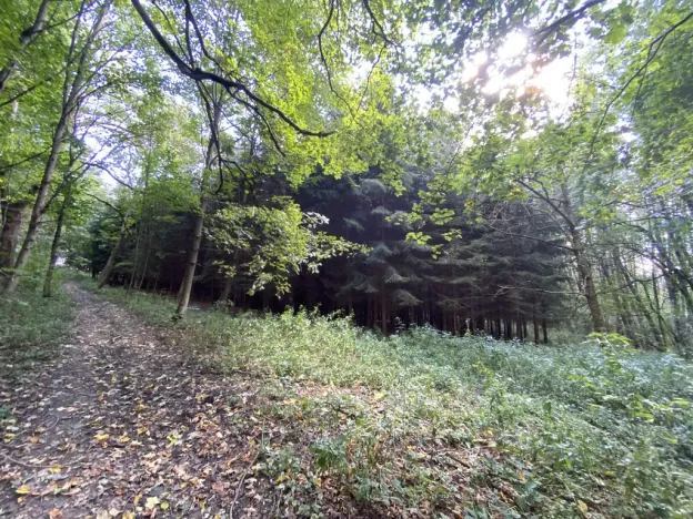 Prodej lesa, Lánov - Horní Lánov, 11269 m2