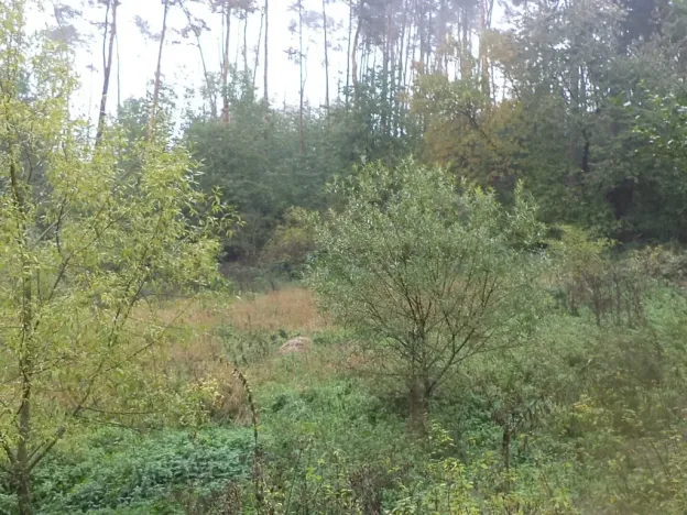 Dražba louky, Biskupice-Pulkov, 986 m2