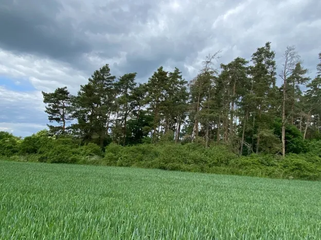 Prodej lesa, Blížejov - Lštění, 1122 m2