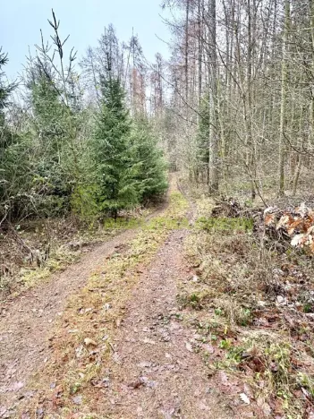 Prodej lesa, Konice, 3343 m2