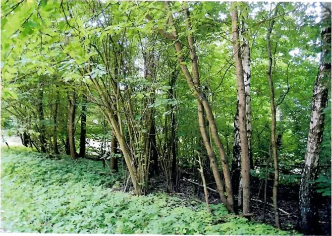 Prodej lesa, Vyskytná, 2174 m2