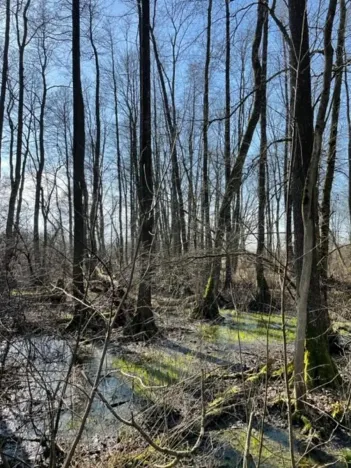 Prodej lesa, Jaroměř, 19276 m2