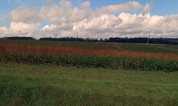 Prodej pole, Velichovky, 10641 m2
