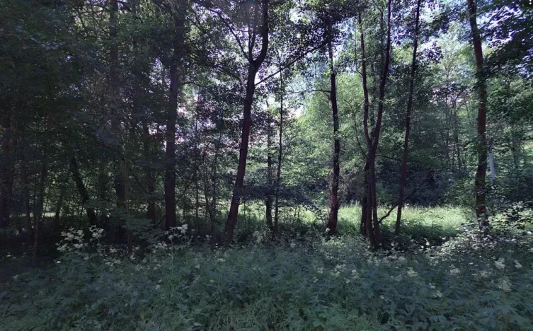 Prodej lesa, Kuřimská Nová Ves, 59760 m2