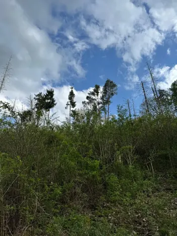 Prodej pozemku, Boršov nad Vltavou, 7673 m2