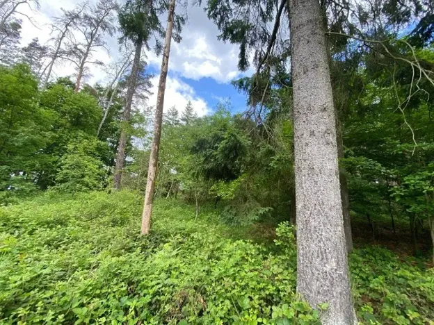 Dražba lesa, Blížejov, 4624 m2