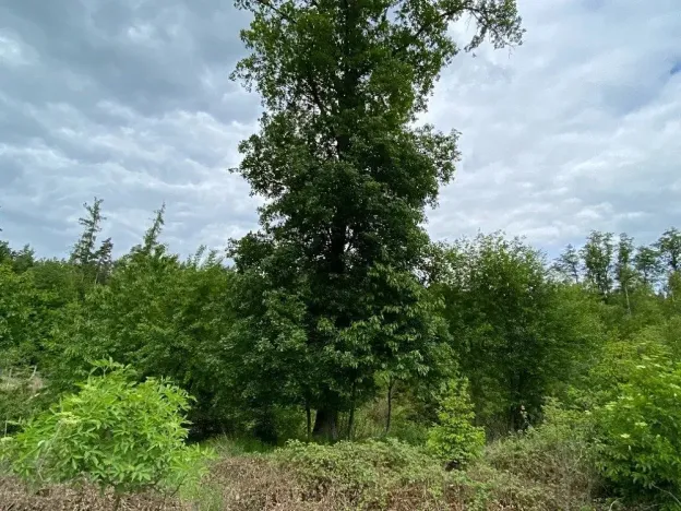 Dražba lesa, Blížejov, 4481 m2
