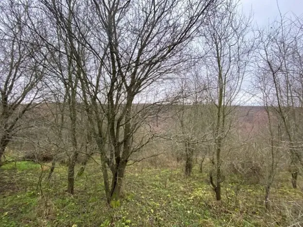 Dražba lesa, Šarovy, 11619 m2